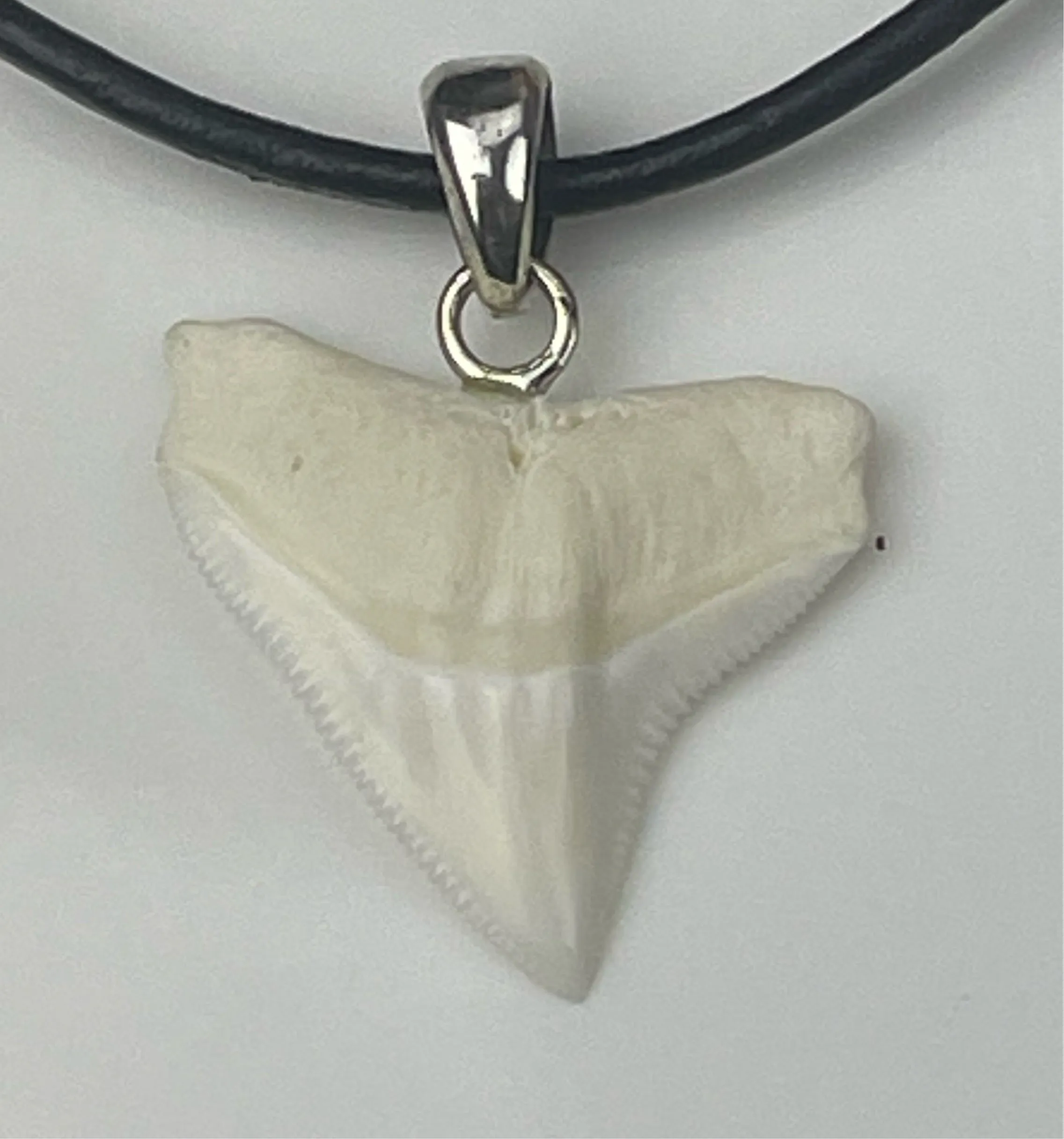 Bull Shark Tooth Silver s41