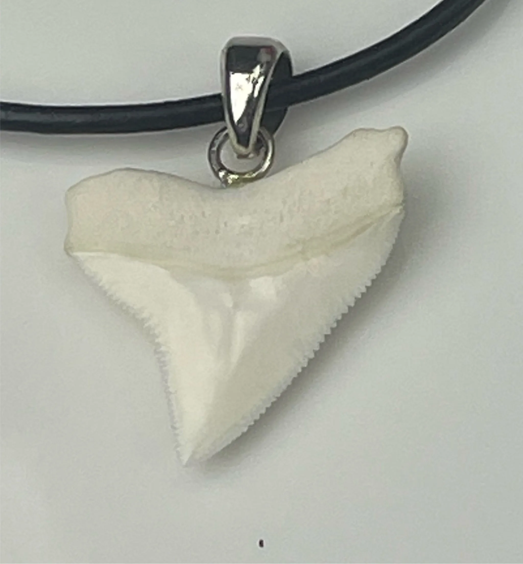 Bull Shark Tooth Silver s41