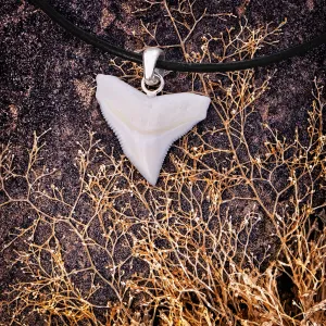 Bull Shark Tooth Silver s41
