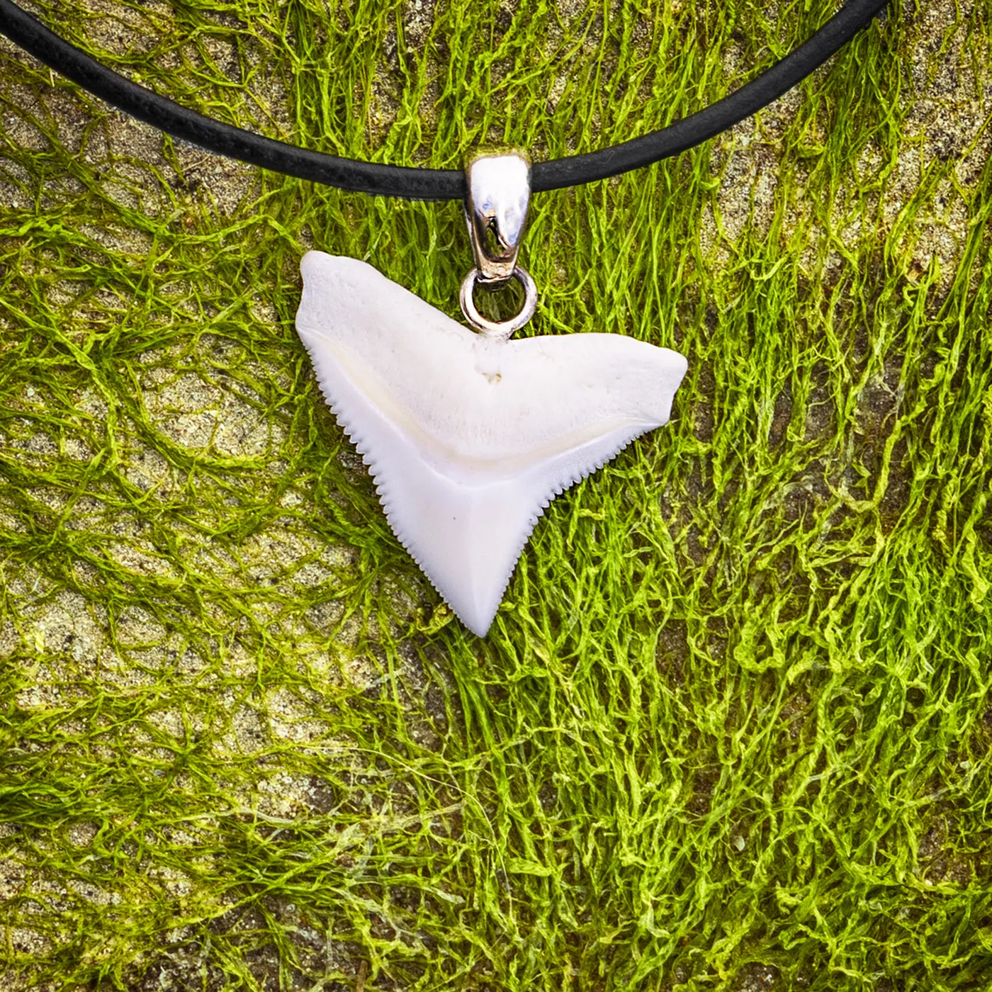 Bull Shark Tooth Silver s41