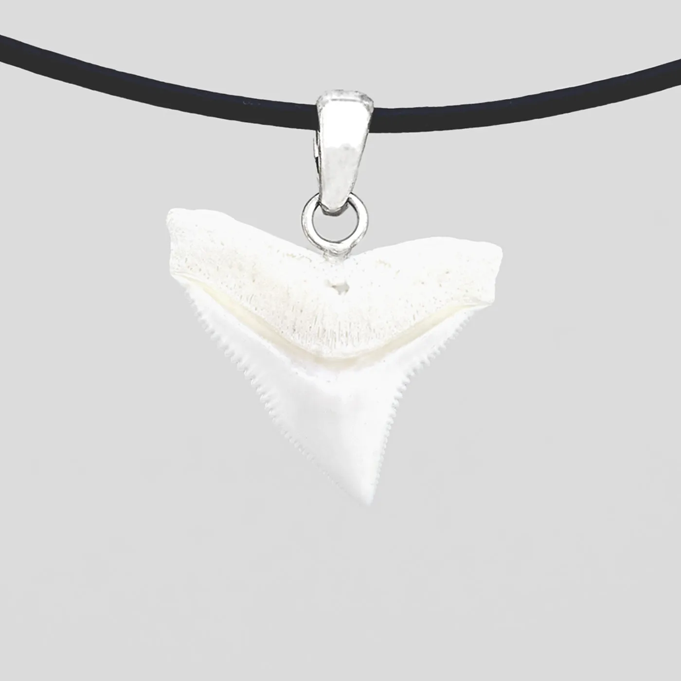 Bull Shark Tooth Silver s41