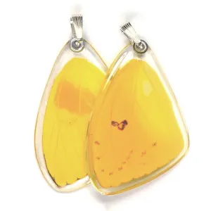 Butterfly wing pendant ONLY, Orange-barred Sulphur Butterfly, top wing