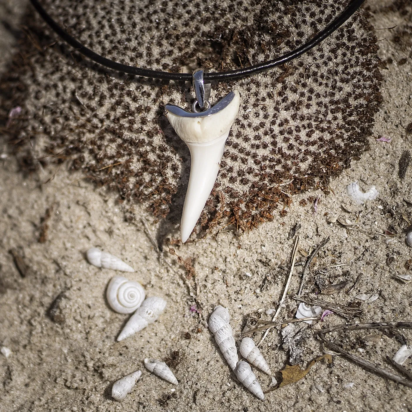 Rare Mako Shark Tooth Pendant s26