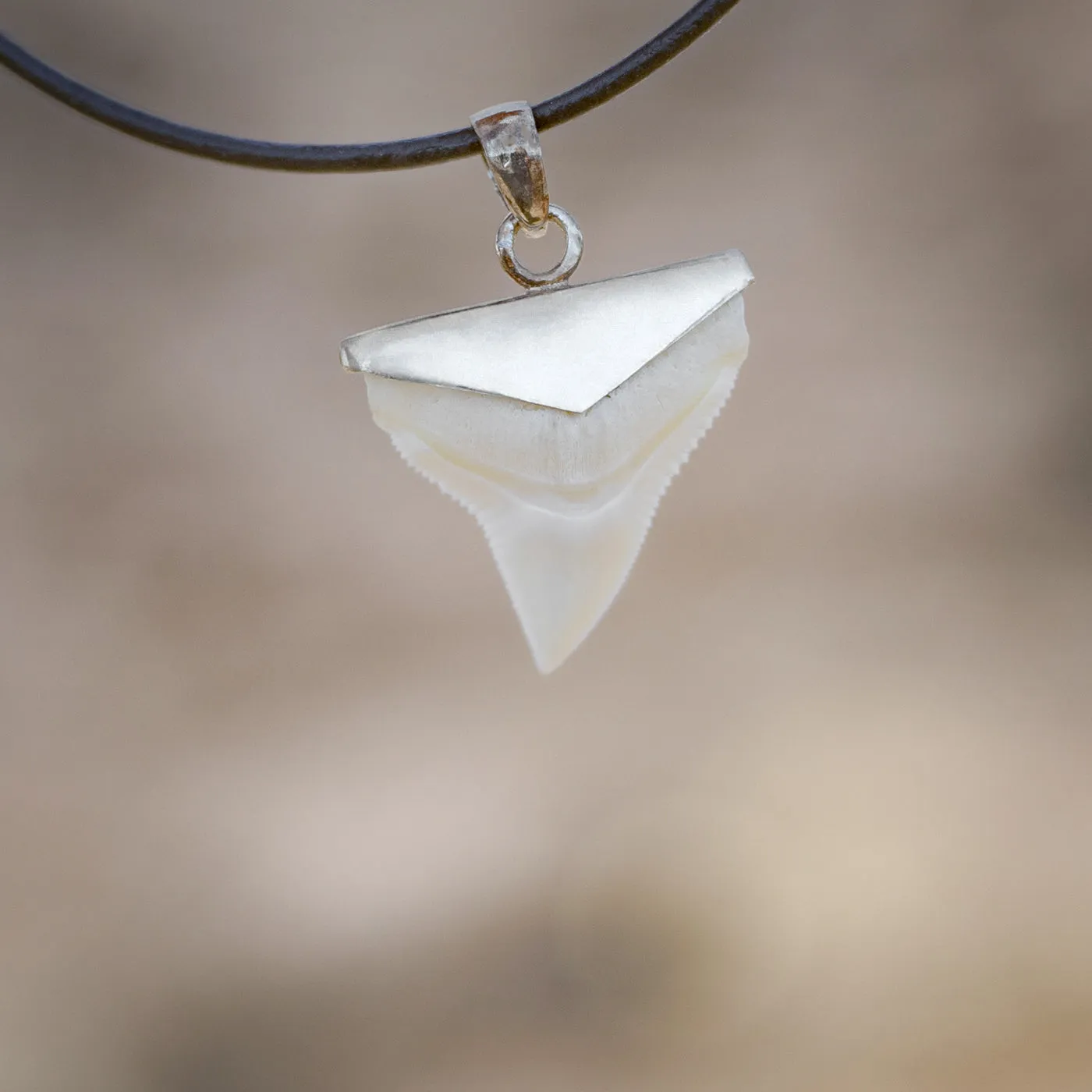 Shark Tooth Pendant s44