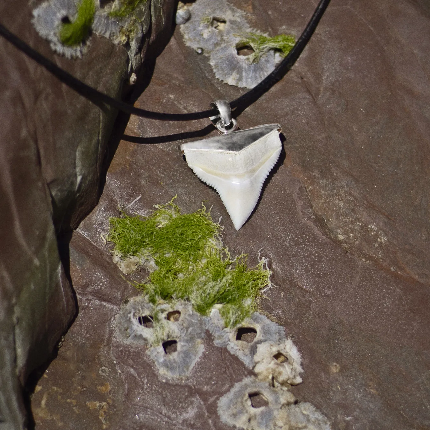 Shark Tooth Pendant s44
